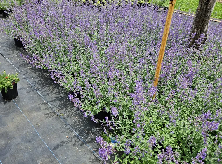 Catmint in bloom