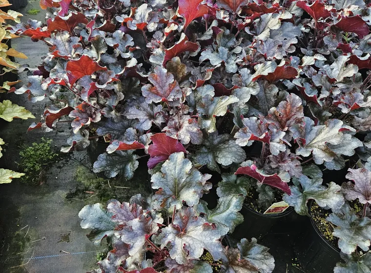 Silver and red coral bells (Heuchera)