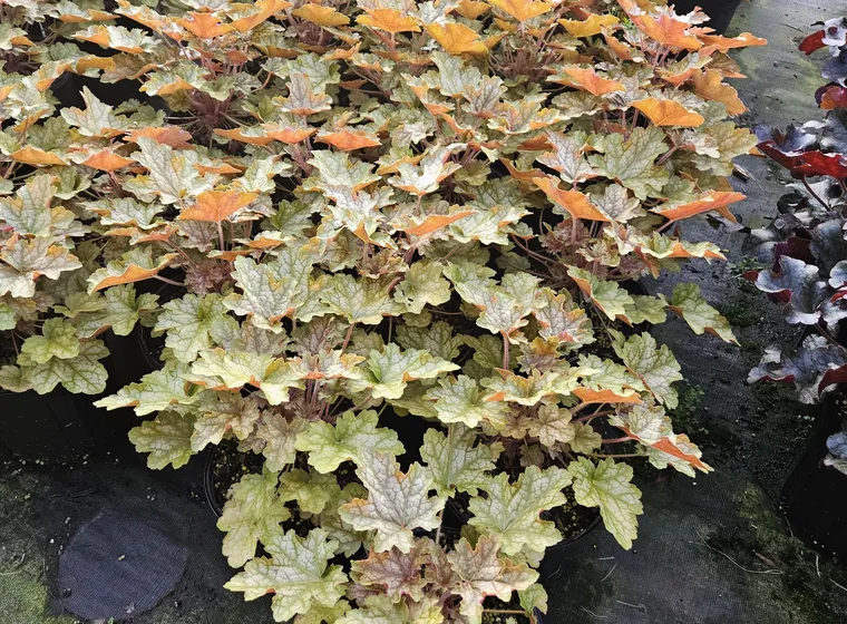 Amber and cream coral bells (Heuchera)