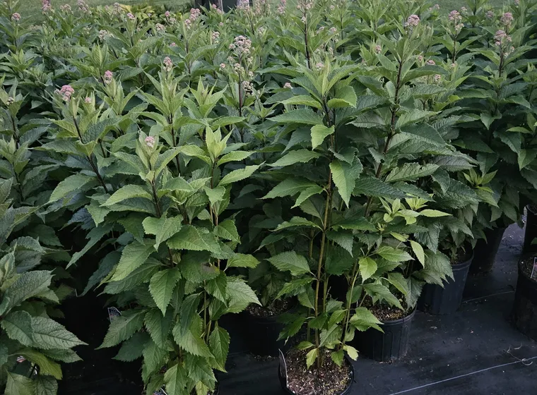 Joe Pye weed in bloom
