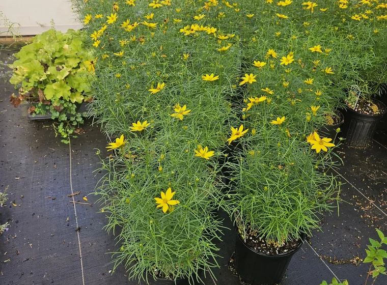 Threadleaf coreopsis with yellow flowers