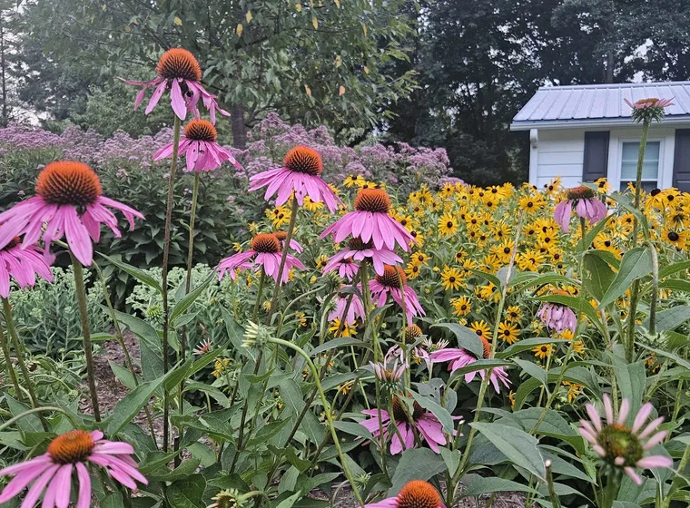 Coneflowers and black-eyed Susans in a garden bed