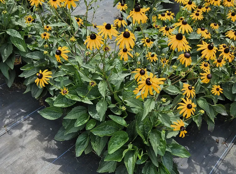 Black-eyed Susans in bloom