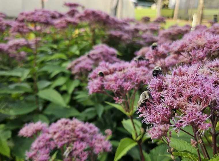 Bumblebees on Joe Pye weed blossoms