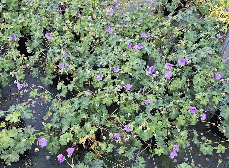 Hardy geraniums in bloom