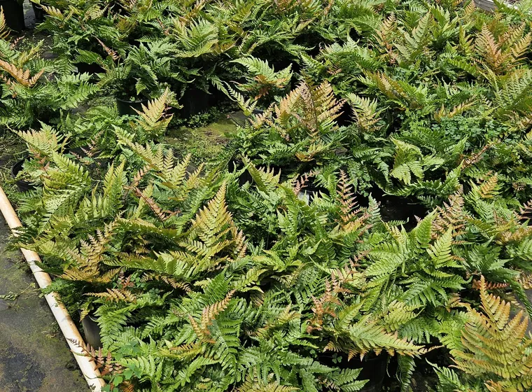 Rows of potted ferns growing at Fed Cove Farm's nursery