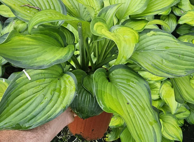 Potted perennials growing at Fed Cove Farm's nursery